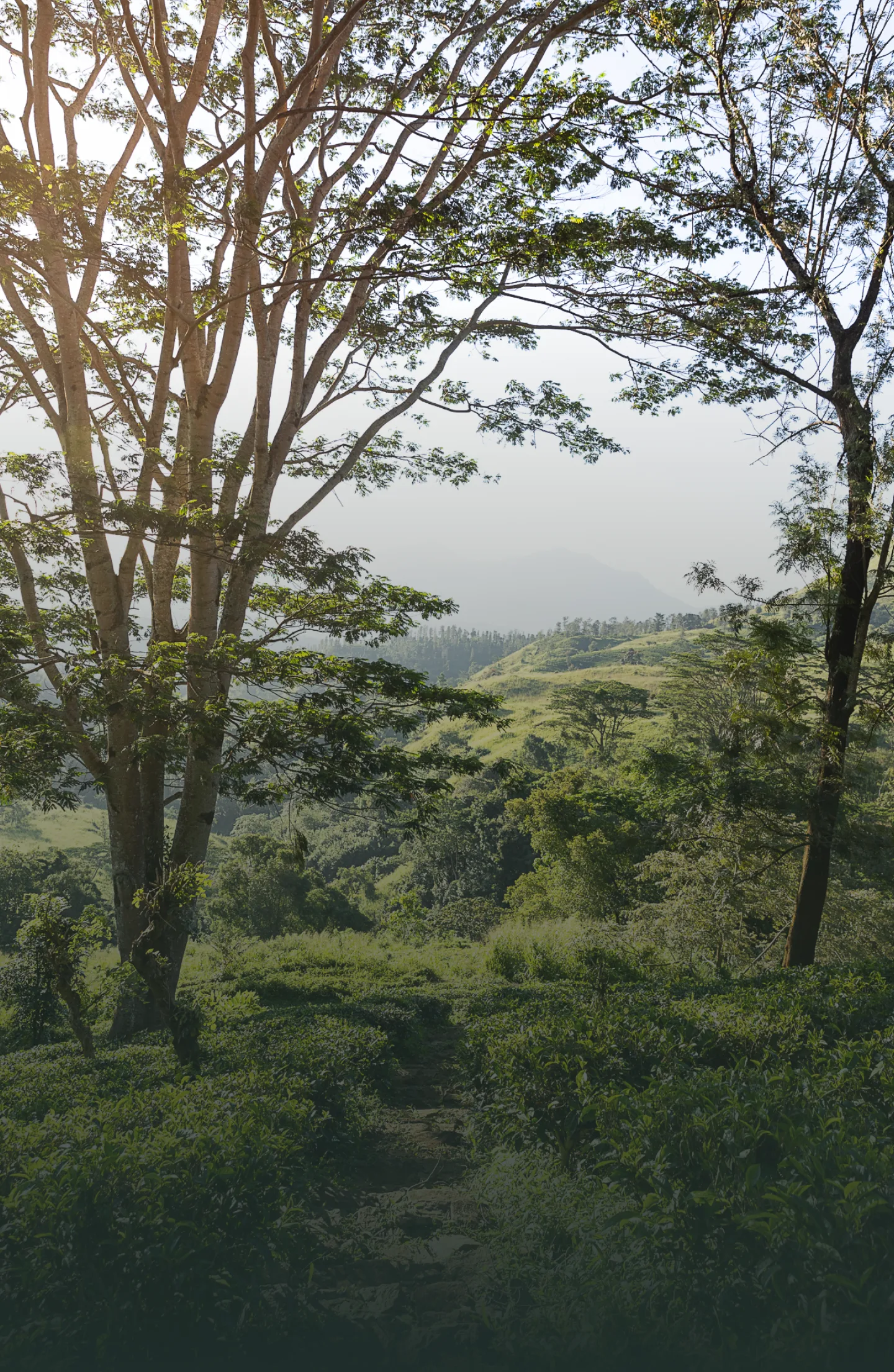 Set In Sri Lanka's Hill Country