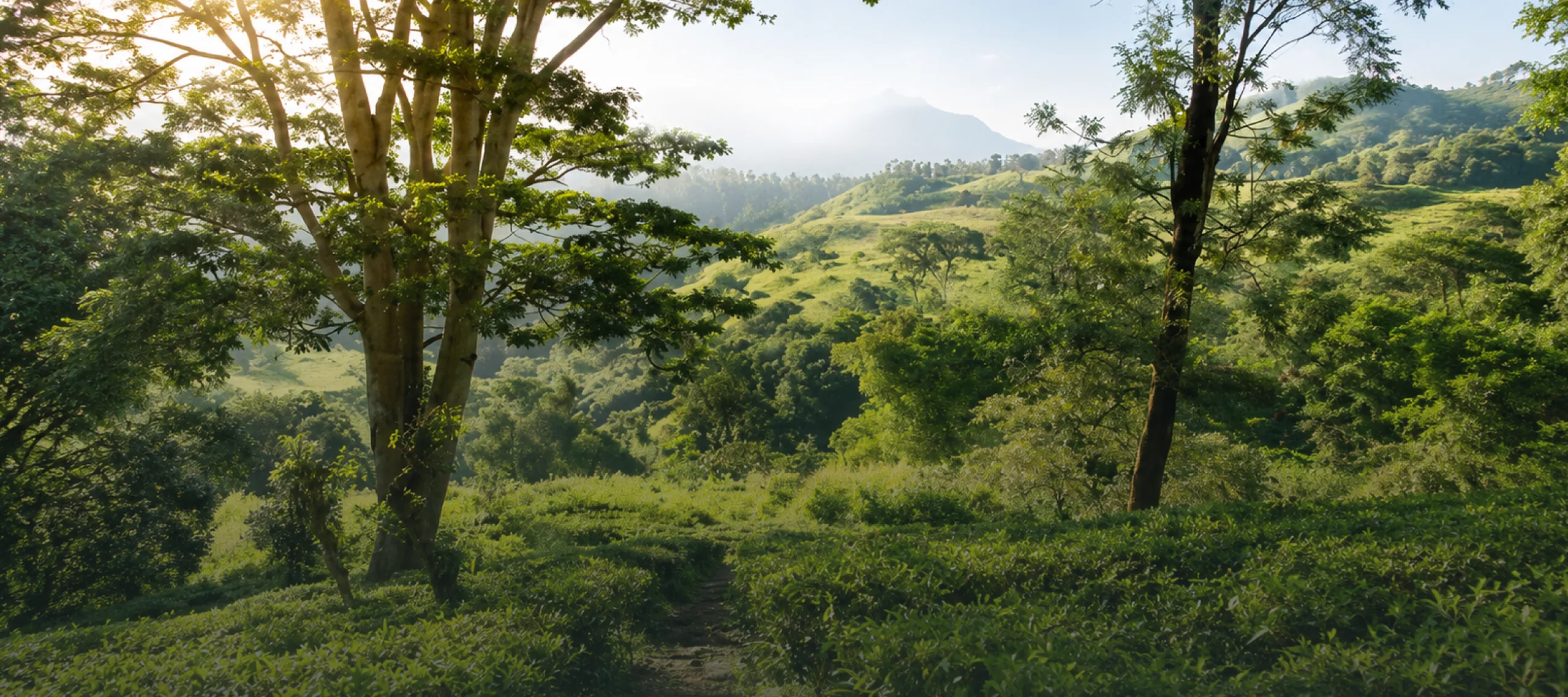 Set In Sri Lanka's Hill Country